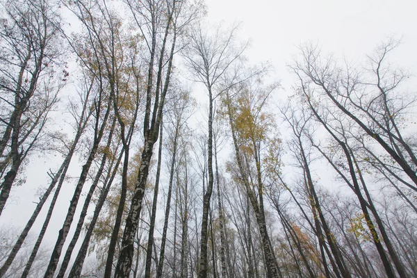 Hösten Skog Med Färgade Blad — Stockfoto