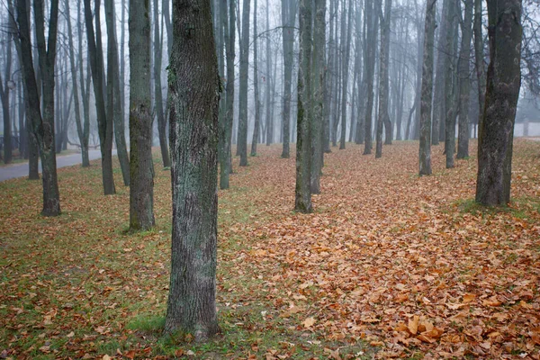 紅葉した秋の森で — ストック写真