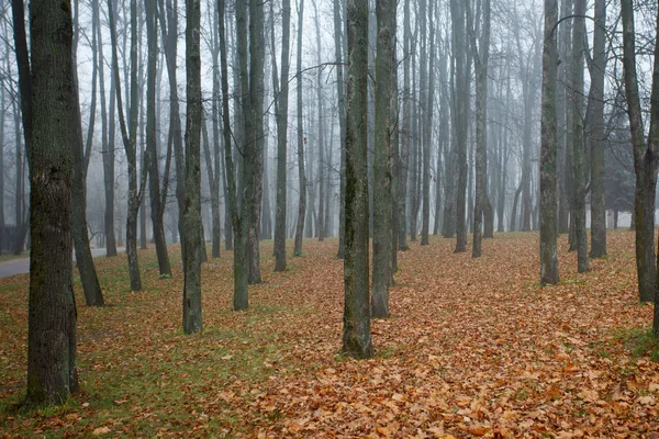 Осеннем Лесу Цветными Листьями — стоковое фото