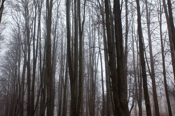 Troncos Árvores Floresta Outono — Fotografia de Stock