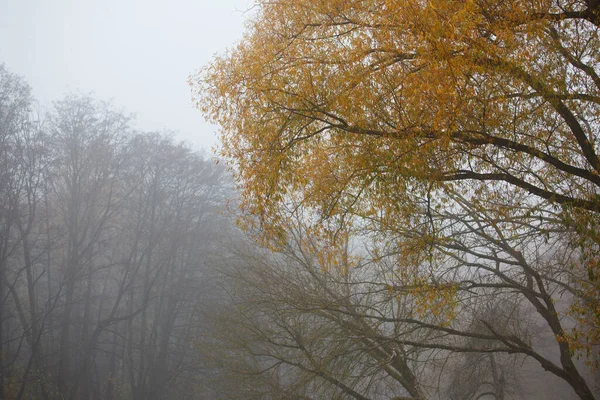 Herbstlandschaft Mit Farbigen Blättern Den Bäumen — Stockfoto