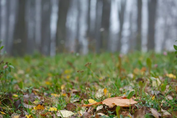 Kolorowe Liście Zielona Trawa Jesienią — Zdjęcie stockowe