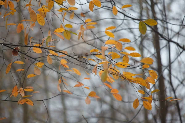 Colored Leaves Autumn Trees — Stock Photo, Image