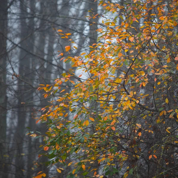 Folhas Coloridas Nas Árvores Outono — Fotografia de Stock