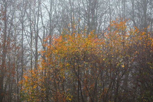 Barevné Listy Podzimních Stromech — Stock fotografie