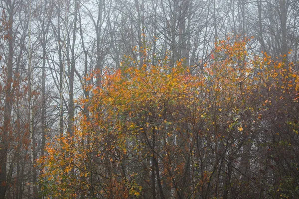 Farbige Blätter Den Herbstbäumen — Stockfoto