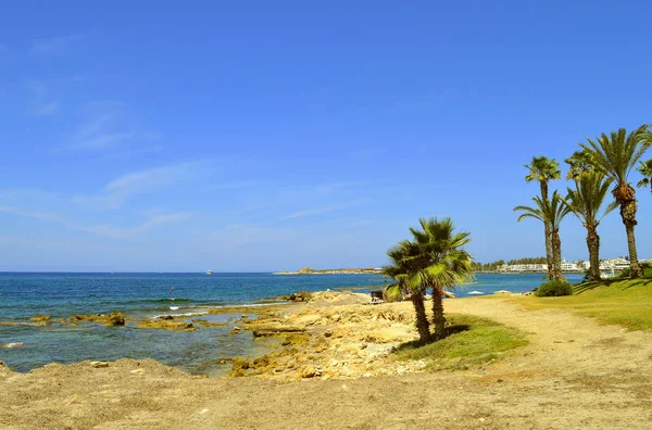 Kıbrıs Paphos plajda palmiye ağaçları