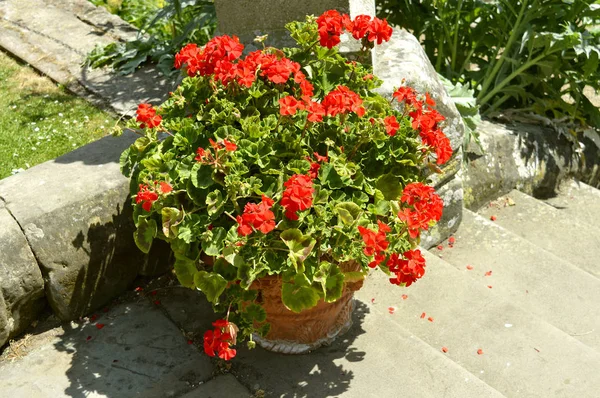Geranium Bright Red Latijnse Naam Pelargonium — Stockfoto