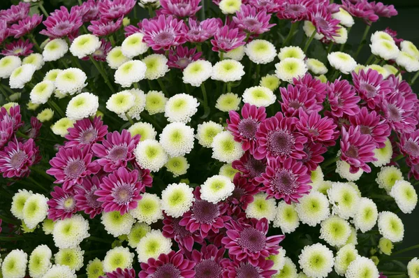 Chrysanthemum Feeling White Chrysanthemum Rejoyce Cabezas Flores — Foto de Stock