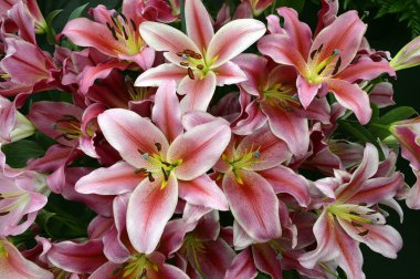 Bir bahçe çiçek Lilyum Robinna