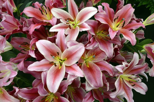 Bir bahçe çiçek Lilyum Robinna