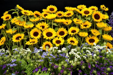 Ayçiçeği Latince adı Helianthus annus çiçekler