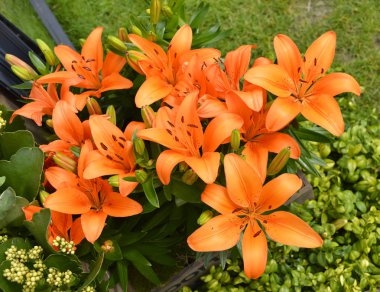 Lily Latin name Lilium Orange Pixie flowers clipart