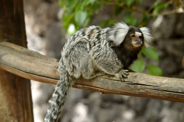 Orelha Branca Marmoset Nome Latino Callithrix Jacchus — Fotografia de Stock