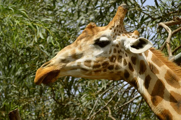 Girafa Nome Latino Giraffa Camelopardalis — Fotografia de Stock