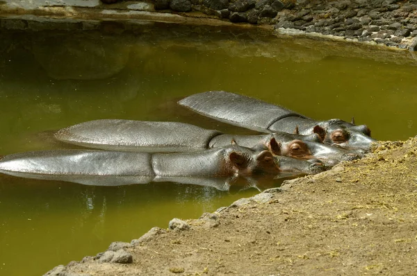 Hippopotamuses Latin Name Hippopotamus Amphibius Wallowing Water — Stock Photo, Image