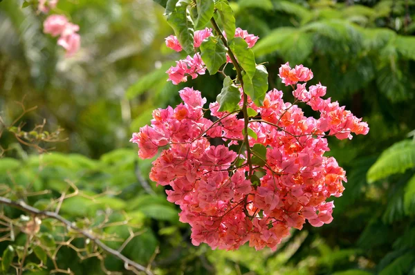 Bougainvillea Spectabilis Flowering Fuerteventura — Stock Photo, Image