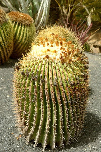 Cactus du tonneau géant — Photo