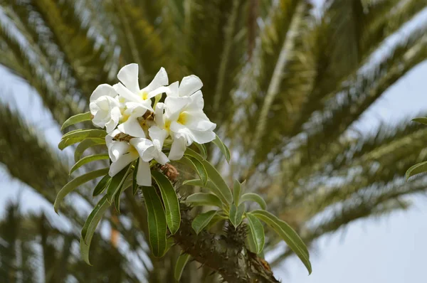 Fiori Bianchi Gialli Pachypodium Lamerel — Foto Stock