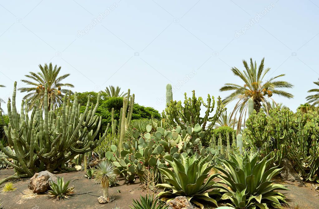 Cactus garden in La Oliva, Fuerteventura one of the Canary Islands