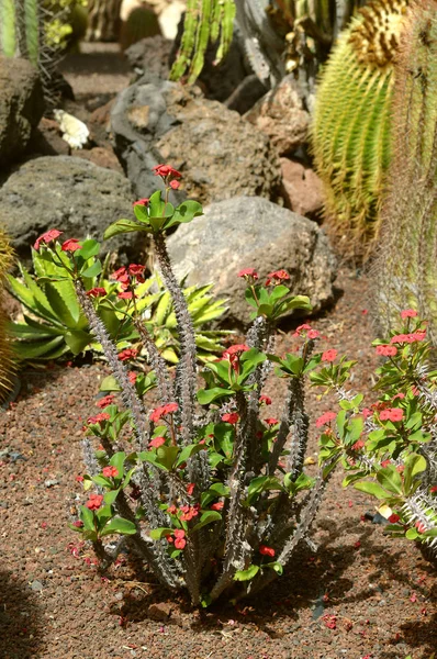 Corona Espinas Flores Nombre Latino Euphorbia Milli Splendens —  Fotos de Stock