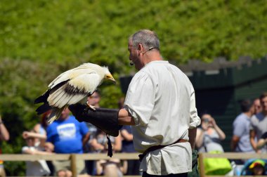 Bir Mısır akbabası Latin nameneophron percnopterus ile Falconer