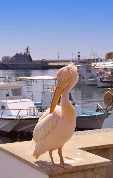 一个粉红色的鹈鹕是一个定期访客到帕福斯海港在塞浦路斯 — 图库照片