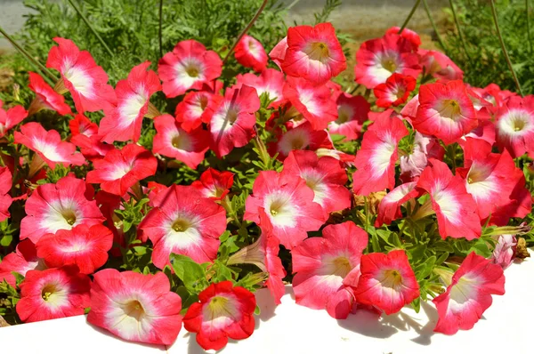 Rote Und Weiße Petunien Grandiflora Blühen Einem Gartenkasten — Stockfoto