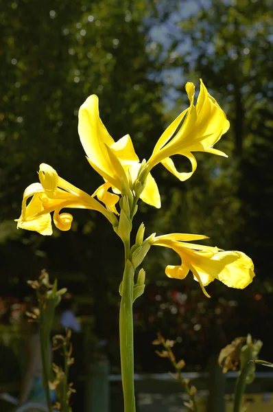 Yellow Flag Iris Latin Name Iris Pseudacorus — Stock Photo, Image