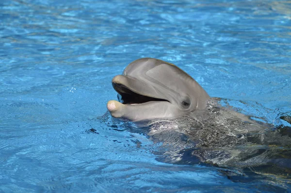 瓶鼻海豚头以上的水面拉丁名字 Tursiops Truncatus — 图库照片