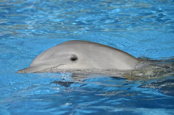 Delfín Mular Nadando Superficie Nombre Latino Tursiops Truncatus — Foto de Stock