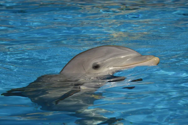 Delfín nariz de botella nadando en la superficie — Foto de Stock