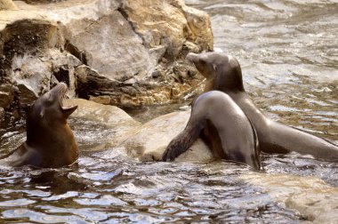 Deniz Aslanları mücadele