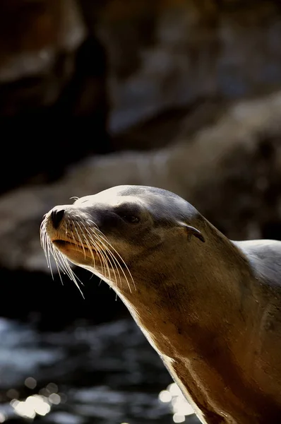 Θαλάσσιο Λιοντάρι Κοντά Λατινικό Όνομα Zalophus Californianus — Φωτογραφία Αρχείου