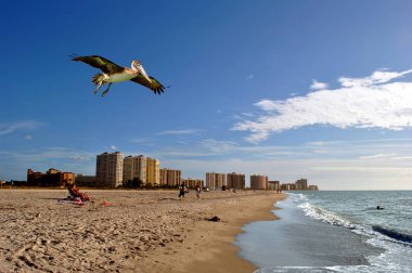 Pelican flying over tourists on Clearwater Beach in Florida clipart