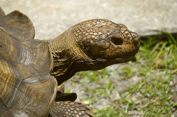 Aldabra Tartaruga Gigante Nome Latino Geochelone Gigantea — Fotografia de Stock