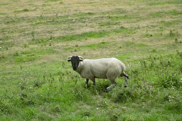 A domestic male sheep known as a ram Latin name Ovis aries