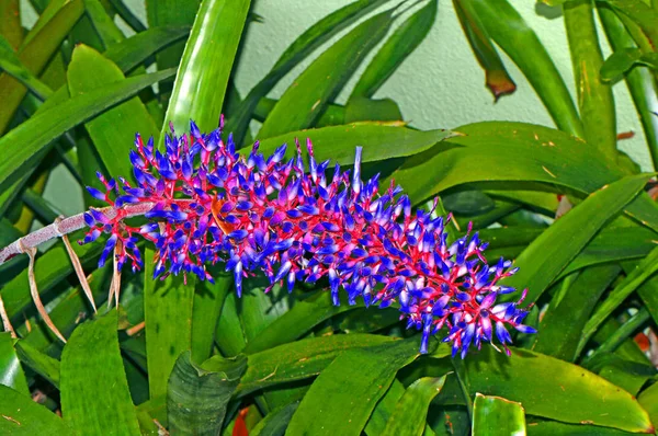 Aechmea Dichlamydea Red Blue Flowers Var Trinitensis — Stock Photo, Image