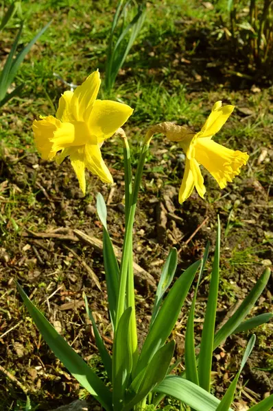 Narcisos Febrero Flores de oro —  Fotos de Stock