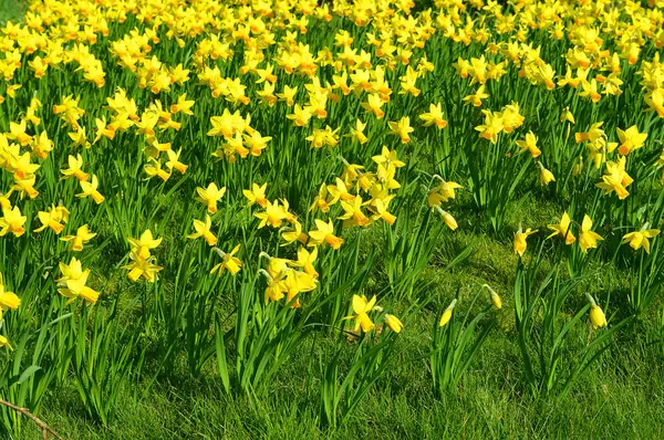Nergis Latince adı Narcissus Şubat altın çiçek