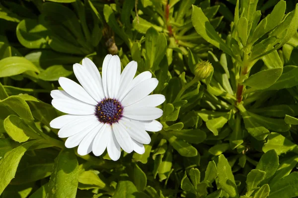 Fiore Cosmo Bipinnata Bianco Viola — Foto Stock