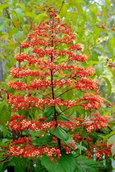 Clerodendrum Buchananii Kwiaty Rosnące Ogrodzie Florydzie — Zdjęcie stockowe