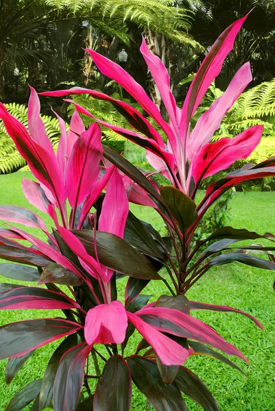 Hawaiian Rostlina Latinský Název Cordyline Terminalis Obklopený Dalšími Zelenými Rostlinami — Stock fotografie