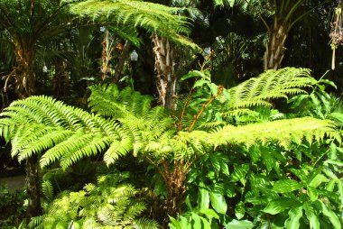 Ağaç fern Latince adı Cyatheaceae Florida Botantical bahçelerde