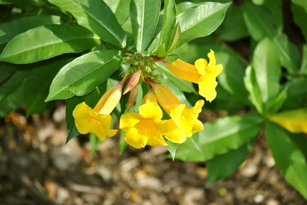 Allamanda Schottii Цветы Флориде Ботанические Сады — стоковое фото