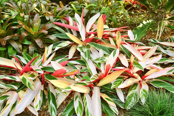 Stromanthe Sanguinea Triostar Jardins Botânicos Flórida — Fotografia de Stock