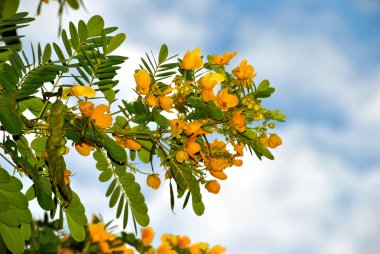 Altın sinameki ağacı Latince adı sinameki surattensis