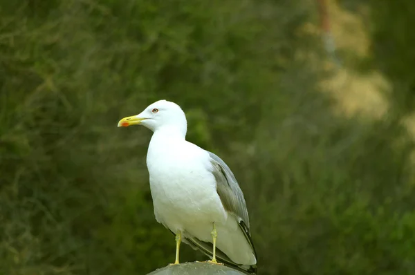 Herring Gull Latin Name Larus Argentatus — Stock Photo, Image