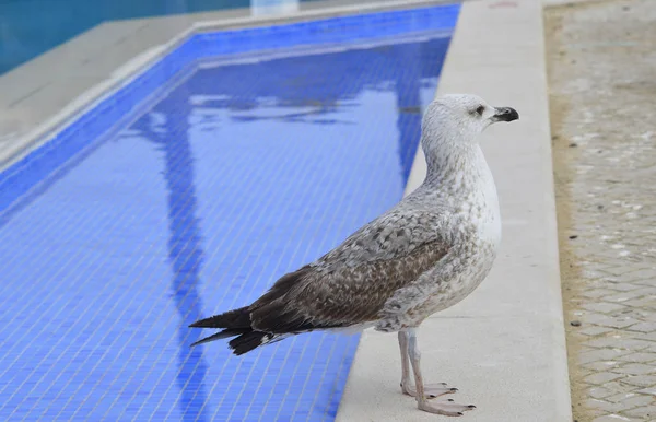 Male Herring Gull Latin Name Larus Argentatus Swimming Pool — Stock Photo, Image