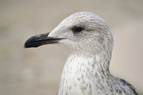 Male Herring Gull Latin Name Larus Argentatus Close View — Stock Photo, Image